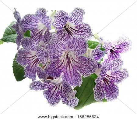 Collection Streptocarpus 