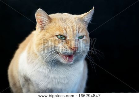 Beautiful angry ginger cat bares its fangs outdoors