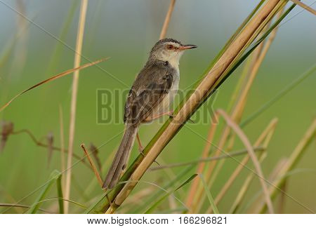 beautiful plain prina (Prina inornata) possing on log in forest of Thailand