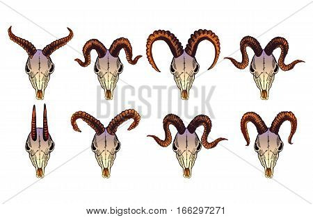 Bull skull vector illustration isolated on white