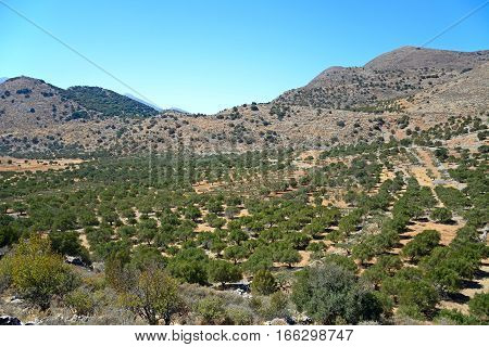 Elevated view of olive groves in the Greek countryside near Elounda Crete Greece Europe.
