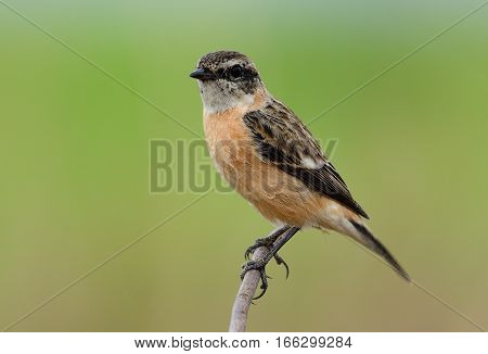 beautiful female Eastern Stonechat (Saxicola stejnegeri) standing on ground