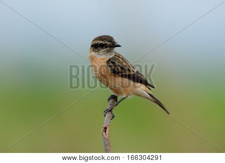 beautiful female Eastern Stonechat (Saxicola stejnegeri) standing on ground