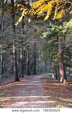 Monza (Brianza Lombardy Italy): the park at fall (october) a path