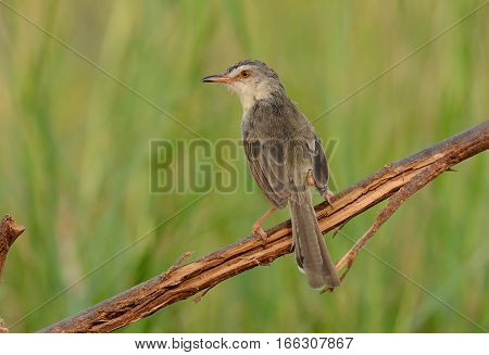 beautiful plain prina (Prina inornata) possing on log in forest of Thailand