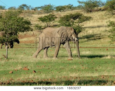 Elefant