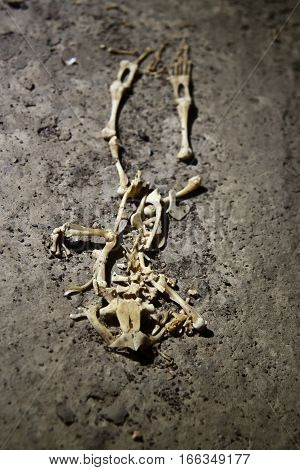 Skeleton of frog in old abandoned tunnel