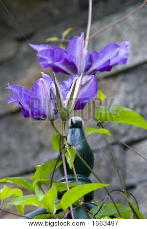 To Clematis blomster