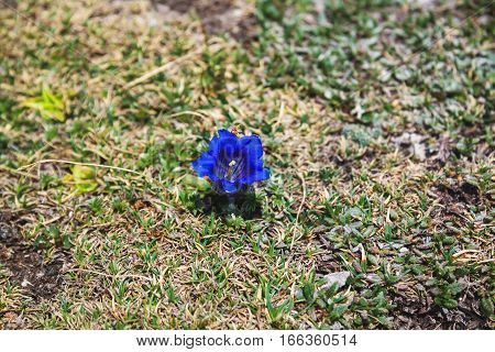 Blue flower Gentian blossoming in Alps Krippenstein Austria