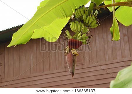 Banana flowers blooming and banana leaf in Thailand