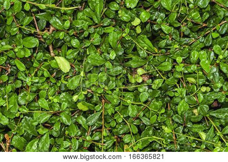 Plant wall background Siamese rough bush tree ( Streblus asper)
