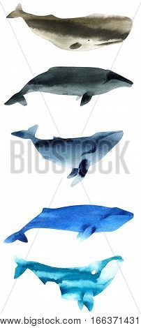Watercolor sketch of whales. Illustration isolated on white background