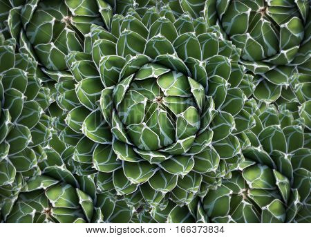 round cactus / succulent plant - natural pattern