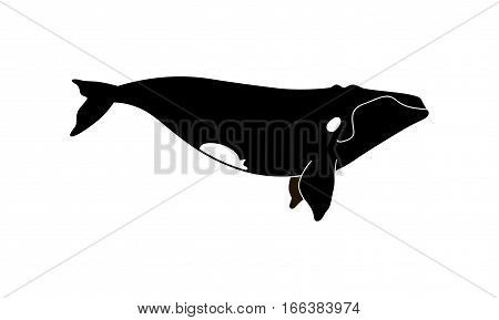 Vector Illustration Of A Right Whale.