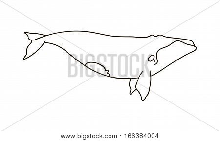 Vector Illustration Of A Right Whale.