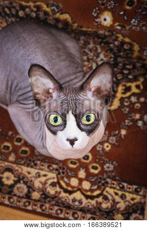 Kitten lying on handbag, cat, sphynx, bald, beautiful, canadian, cute,