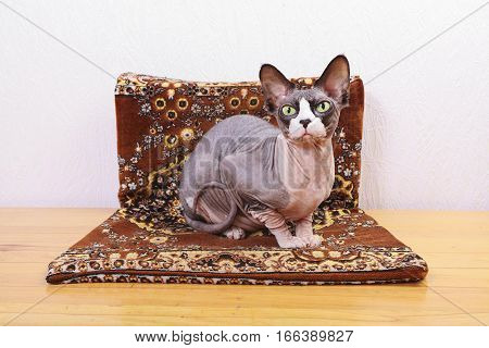 Kitten lying on handbag, cat, sphynx, bald, beautiful, canadian, cute,