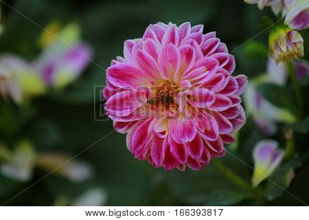 Pink Dahlia Figaro flower in the fields.