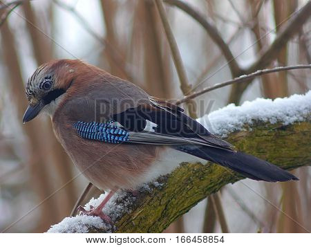 bird jay (garrulus glandarius) on forest background