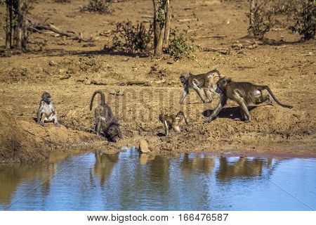 Chacma baboon in Kruger national park, South Africa ; Specie Papio ursinus family of Cercopithecidae