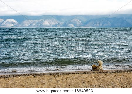 Cute orange dog plays with wave on sand coast of mountain lake