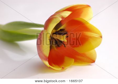 Tulpe