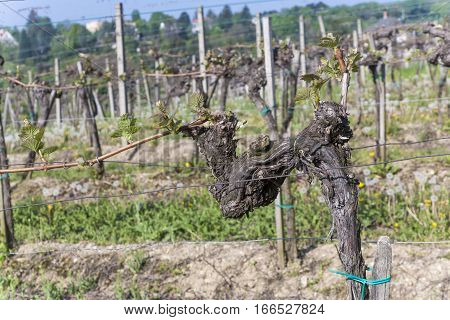 Detail Of Grape Plant At Vineyard In Grinzing, A Wine Village In Austria