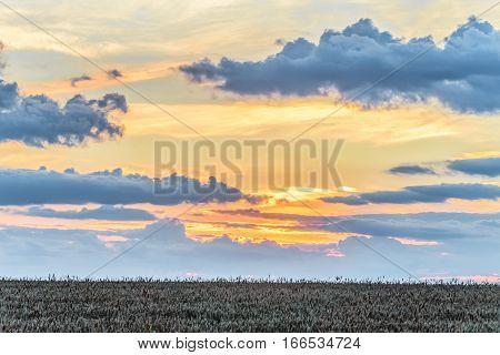 Colorful cloudy sunset over a field of ripe grains