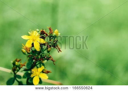 Beautiful Colorful Yellow Wild Flowers On Green Grass Background In Summer