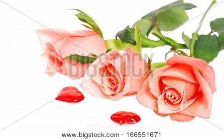 Rose with drops of water and two hearts nearby. A pink rose with dew drops on a white background. Near a rose two red hearts from glass