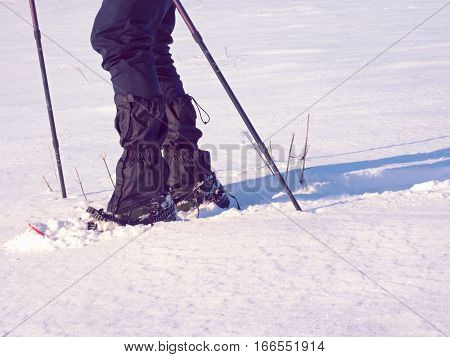 Man Legs With Snowshoes Walk In Snow. Detail Of Winter Hike In Snowdrift