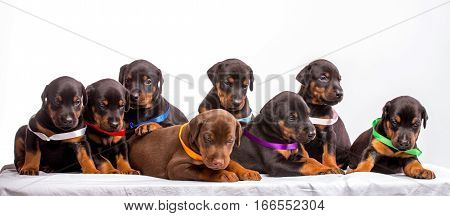 Group Of Dobermann Puppies isolated on white background