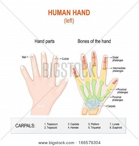 Human hand parts and Bones. Left hand on the white background. Skeletal System and Phalanges fingers. anatomy of human hand and wrist. Labeled