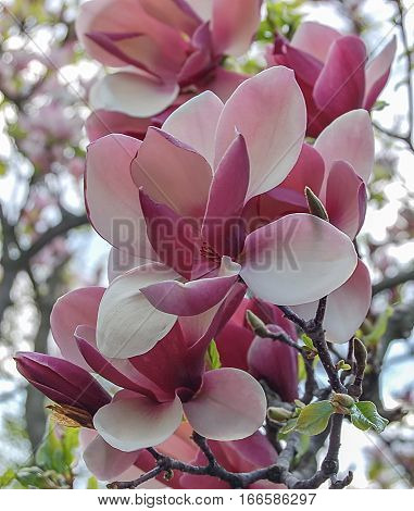 Tender pink white magnolia buds on branch