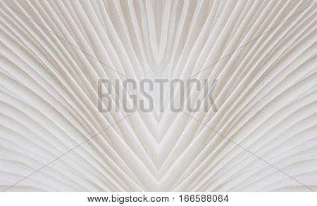 abstract background macro image of Sajor-caju Mushroom