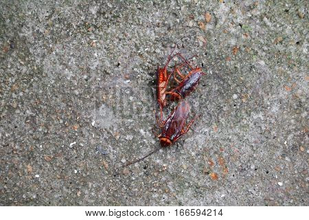 cockroache dead on the floor cement .