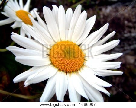 Ox-Eye Daisy