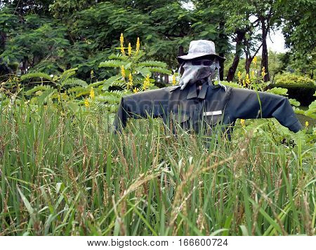 scarecrow in dark green shirt with hat, veil and sunglasses, strawman protect rice paddy field from birds and pests
