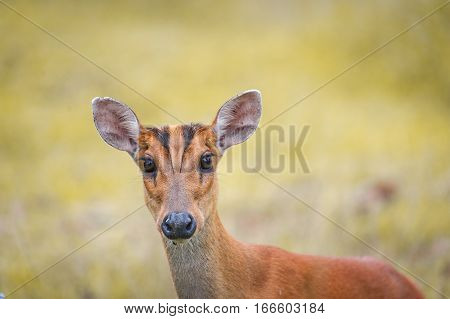 Barking deer in a field of grass Khao Yai National Park