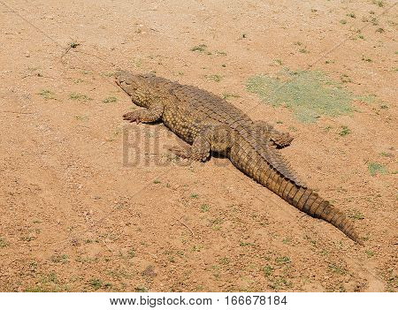 Crocodile in the Etosha National Park in Namibia South Africa