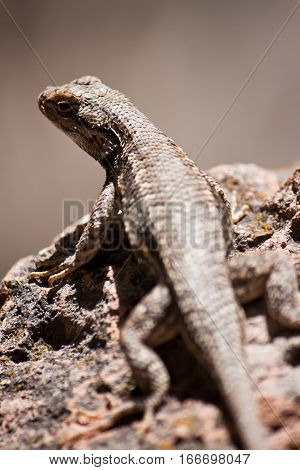 A desert lizard perched on a rock in New Mexico.