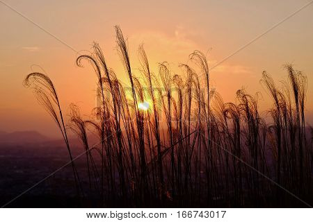Glowing sunrise. Grass silhouettes. Grass in low golden morning light . Sharp image correct composition deep warm colors. Nara. Japan.