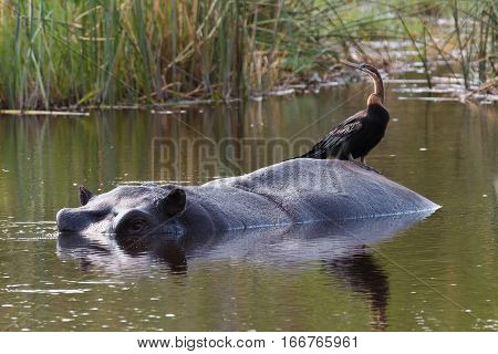 Hippo Hippopotamus, Okavango Delta, Botswana Africa