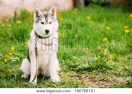 Funny Young Husky Puppy Dog Sit In Green Grass In Summer Park Outdoor.