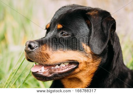 Funny Young Black Rottweiler Metzgerhund Puppy Dog Play In Green Grass In Summer Park Outdoor.