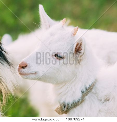 Close Up Of Kid Goat. Farm Baby Animal.