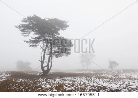 foggy pine trees and snow on moor in winter near zeist and driebergen in holland