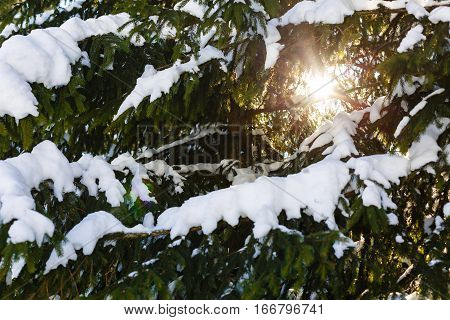 Winter Sun Breaks Through The Snow-covered Fir Branches