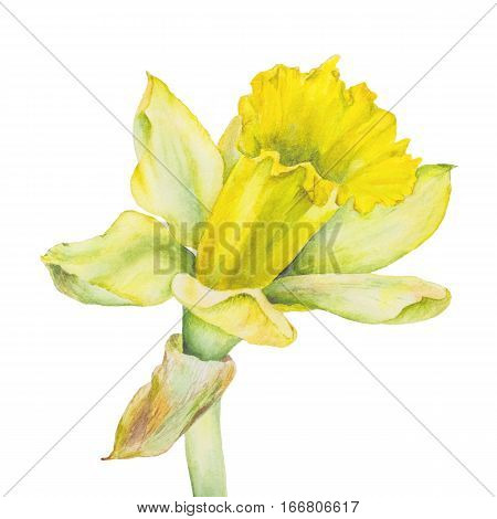Botanical watercolor illustration of yellow narcissus on white background. Could be used as decoration for web design polygraphy or textile