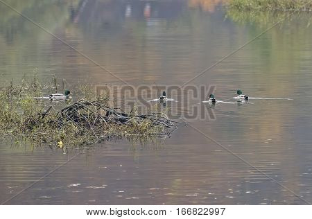 Nile geese in the Danube with shadowplay colorful water